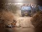 sariska-tiger2-5633.jpg