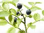 ners jims-6293.jpg